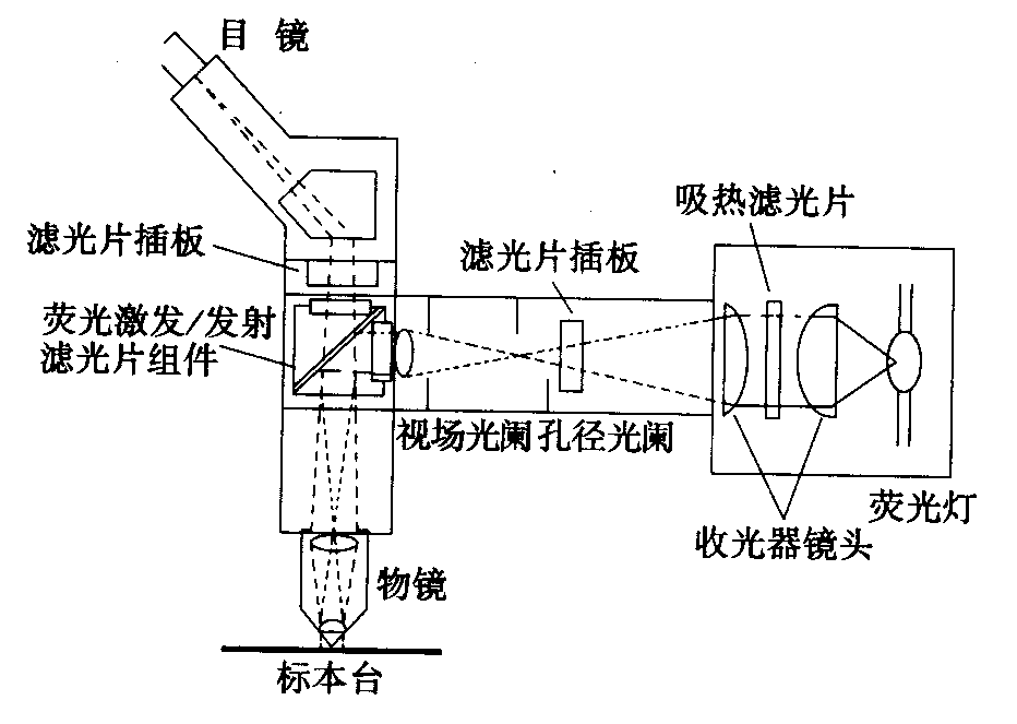 熒光顯微鏡原理圖，激發(fā)濾板和壓制濾色系統(tǒng)